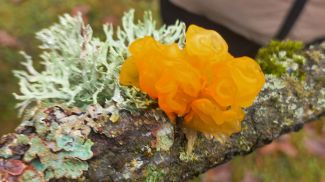 Foto del parque nacional Belovézhskaya Puscha