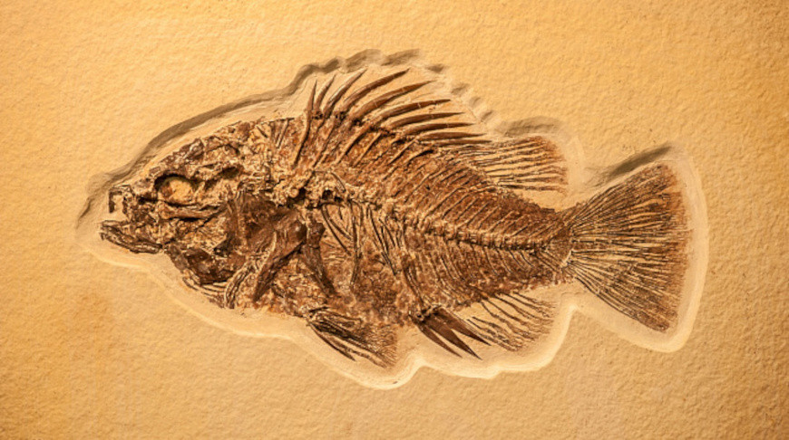 Fotografía: AlessandroZocc / iStock