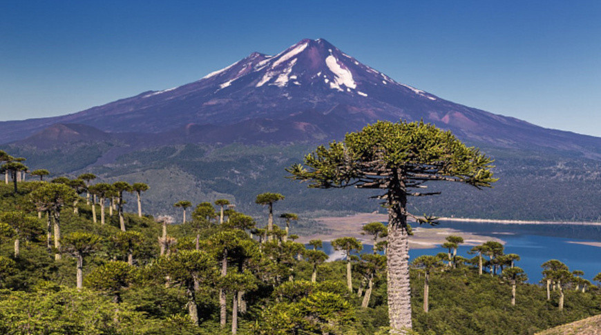 Fotografía: tane-mahuta / iStock