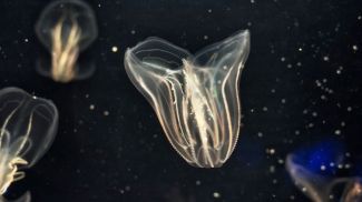 Fotografía: ARE Visual (Andrew R Emery) / iStock