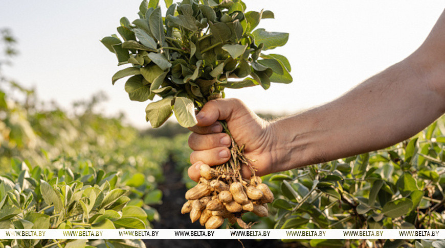 Fotografía: Sergii Kolesnikov / iStock
