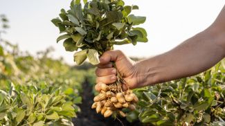 Fotografía: Sergii Kolesnikov / iStock