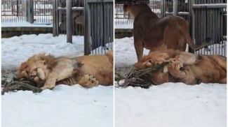 Captura de pantalla del video de grodnozoo.by