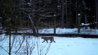 La captura de pantalla del vídeo de npbp.by