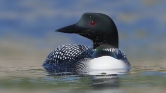 Foto de purmuseum.ru