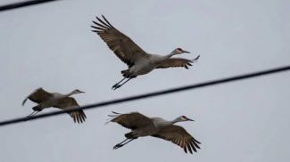 Foto del Centro de Ayuda a Aves y Animales "Casa de la Cigüeña de Brest"