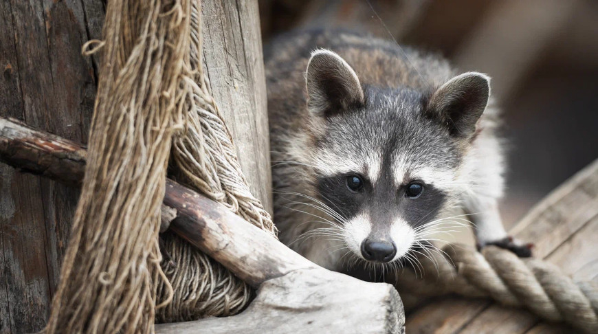 Foto del Parque Zoológico de Baránovichi