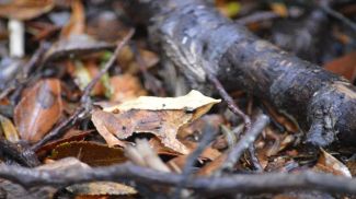 Fotografía: Claudio Arriagada / iStock