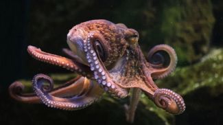 Fotografía: wrangel / iStock