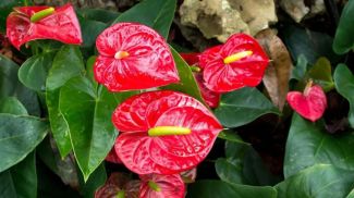 Fotografía: фанаситти / iStock