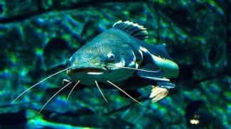 Fotografía: Yulia Moiseenko / iStock