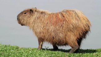 Fotografía: Cristhian Brezolin / iStock