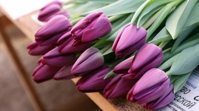 Los
tulipanes se cultivan en la economía forestal de Gómel 