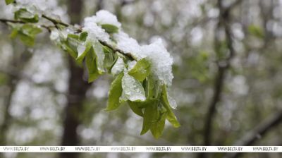 El invierno volvió a Belarús en abril 