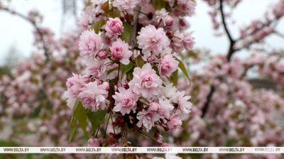 Sakura florece en Zhlobin 