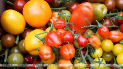 La primera cosecha de tomates de este año se recoge en la región de Kírovsk 