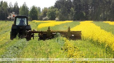 La cosecha de forraje en la región de Slávgorod 