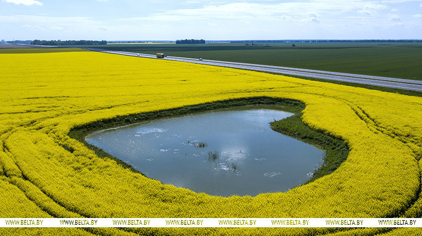 Los campos de colza en la región de Grodno 