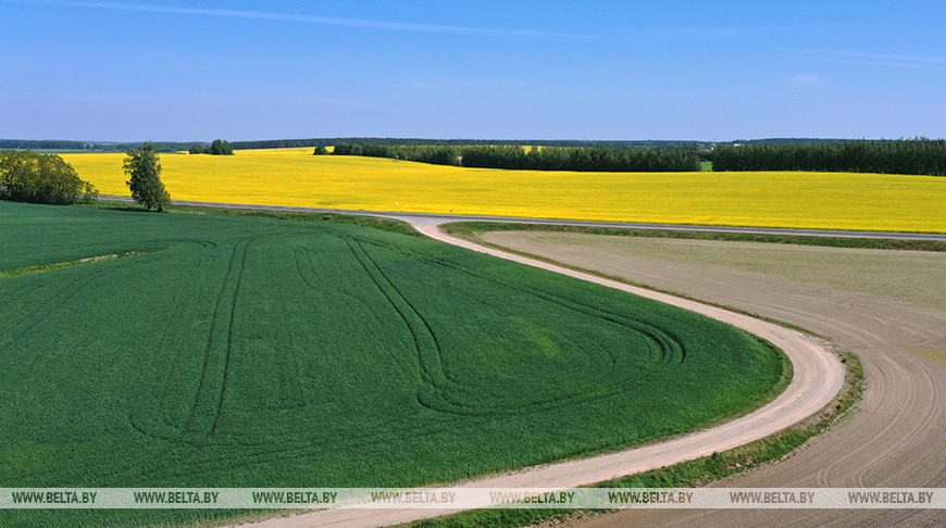  Un campo de colza en la provincia de Grodno 