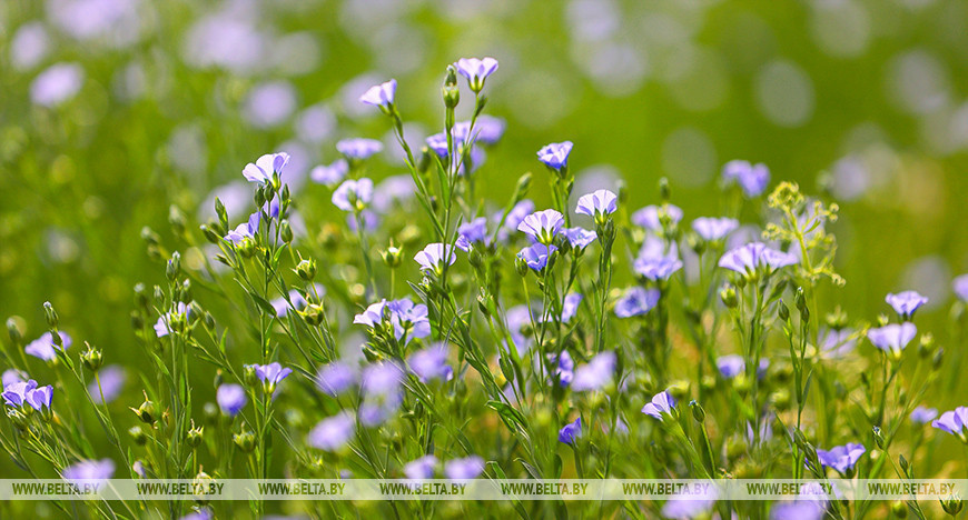 Lino en flor en los campos de la región de Lida 