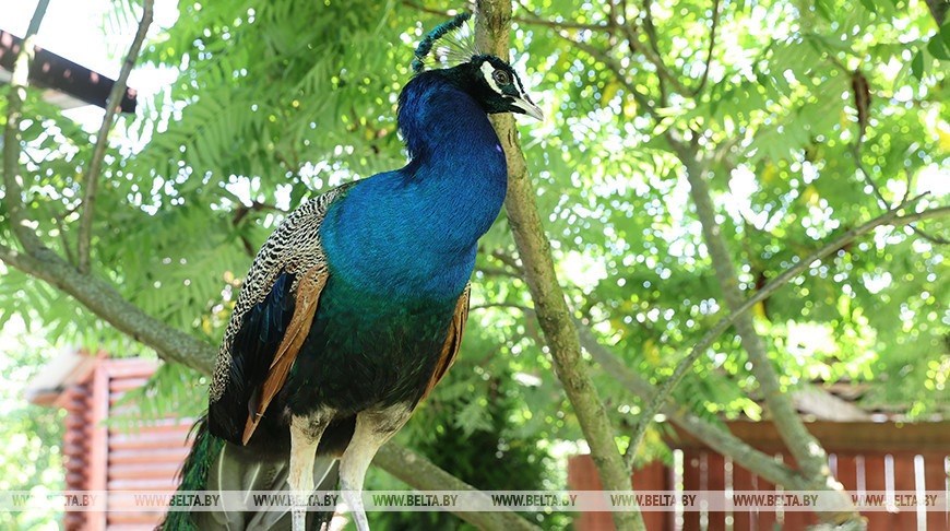 Una familia de la región de Gómel cría pavos reales en su granja 