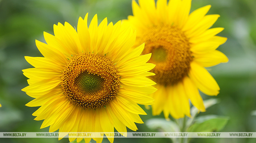 Girasoles en la provincia de Grodno 