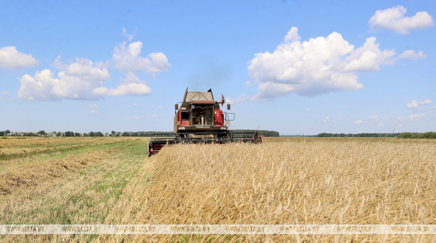 Continúa la cosecha de centeno de invierno en la región de Stolbtsy 