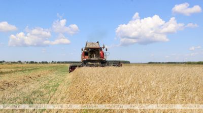 Continúa la cosecha de centeno de invierno en la región de Stolbtsy 