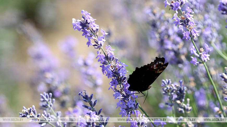 En una granja de lavanda de la región de Vetka 