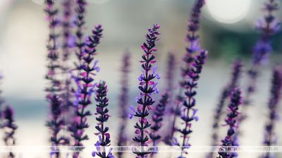 Salvias en flor 