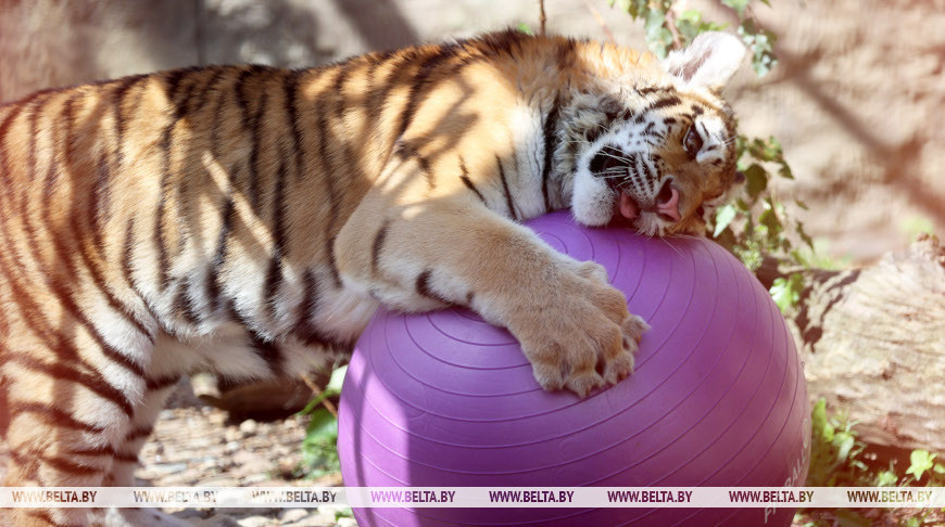  Un cachorro de tigre del krai de Jabárovsk, llamado Sindbad,
se alojó en el Zoo de Minsk 