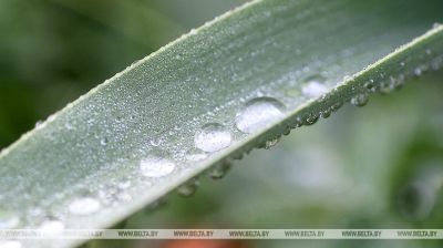 Un día lluvioso de verano en la provincia de Grodno 