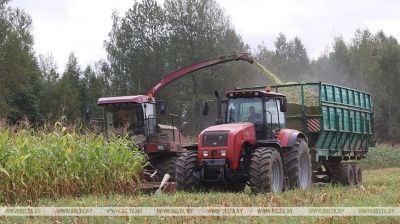 Comienza la cosecha de maíz para ensilado en la provincia de Vítebsk 