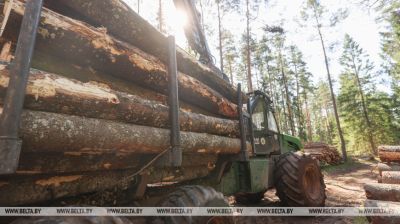 Acopio de madera en la región de Bráslav 