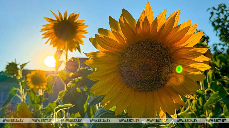 Campo de girasoles en la provincia de Brest 