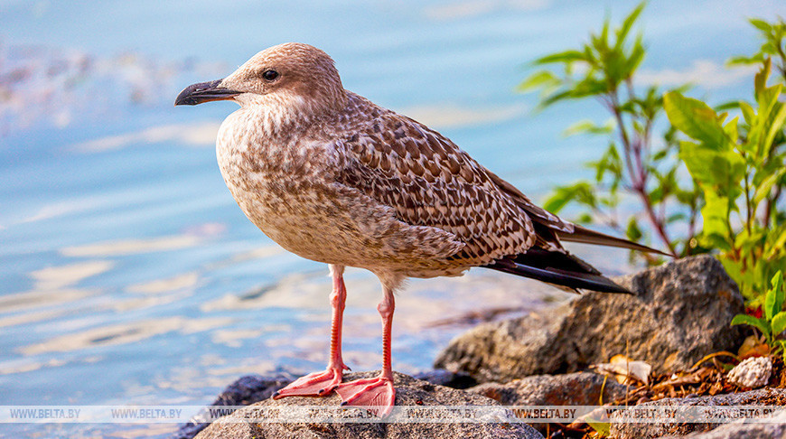 Gaviota gris en la orilla de un embalse de Minsk 