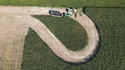 Los agricultores de la región de Grodno cosechan maíz para ensilado 