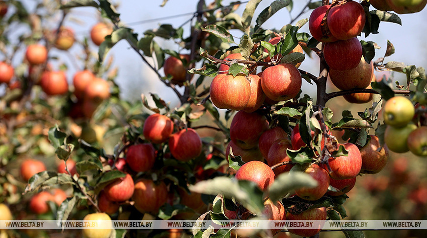 Comienza la recolección masiva de manzanas en la región de Grodno 