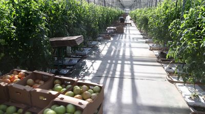 Cosecha de tomates en la región de Moguiliov 