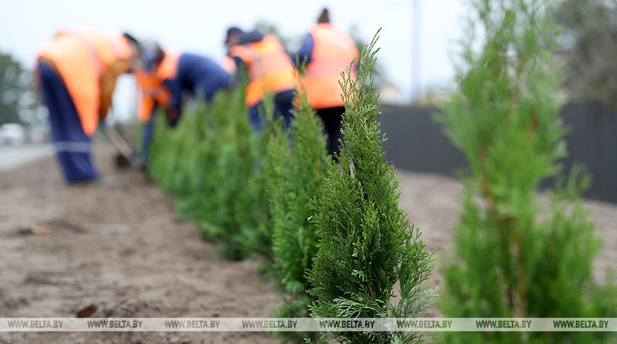 Mejora de la ciudad. Se plantarán más de 24 mil árboles en Brest 