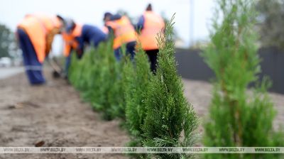 Mejora de la ciudad. Se plantarán más de 24 mil árboles en Brest 