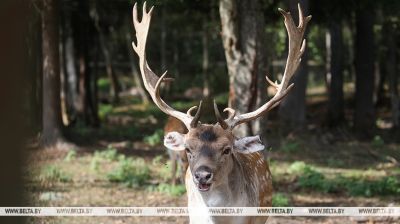 Patrimonio natural e histórico de la región de Rossony 