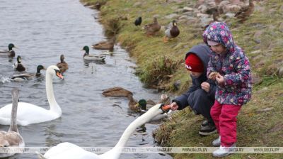 Cisnes y patos aparecieron en un estanque del parque de Vítebsk 