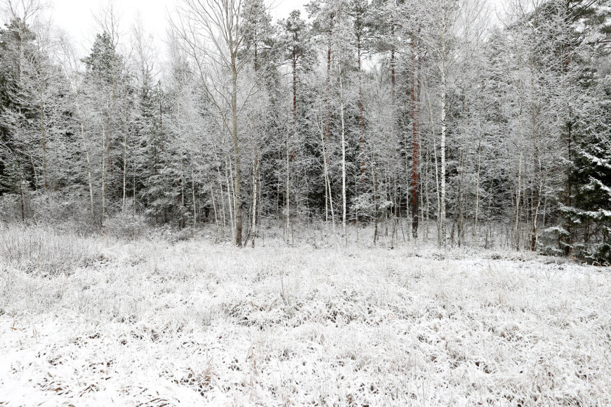 La naturaleza belarusa de invierno