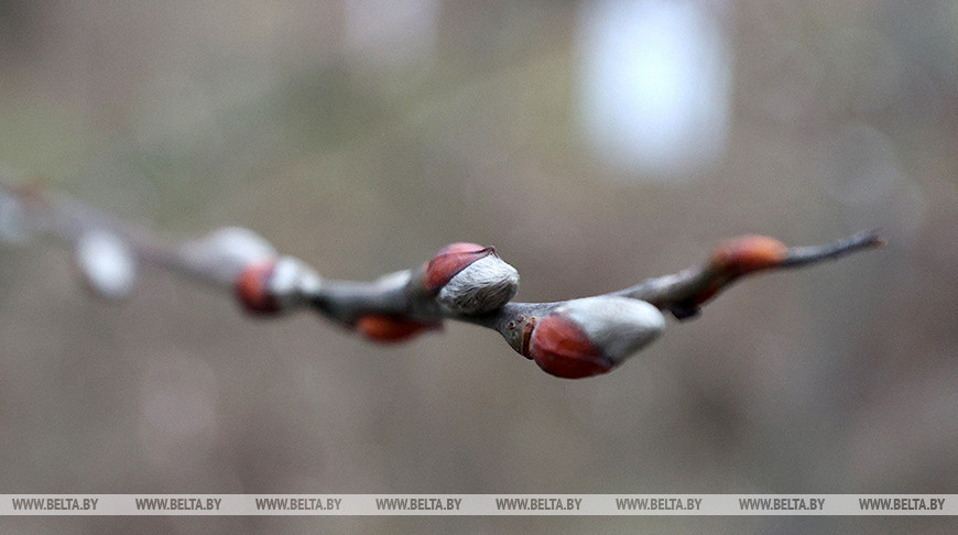 El sauce en la provincia de Grodno 