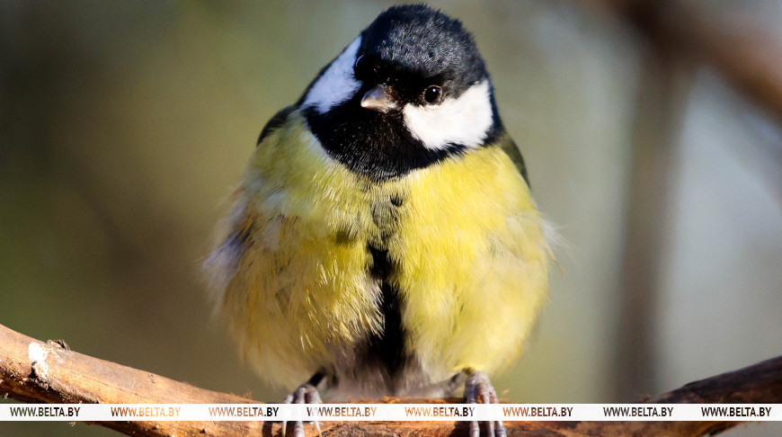 Un carbonero en el parque 