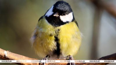 Un carbonero en el parque 