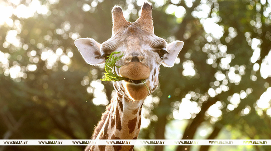  Naturaleza fantástica de Uganda 