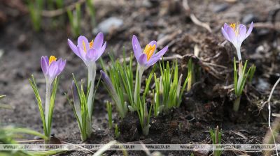 Los primeros crocos en Grodno 
