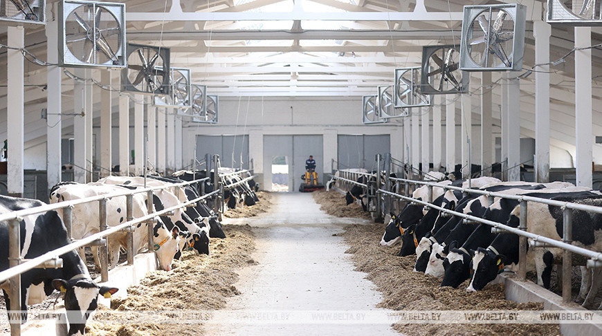 Un nuevo complejo lechero en la región de Mosty 